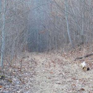 Photo of SOLD!!  74 Acres of Hunting and Recreational Land For Sale in Bland County VA!