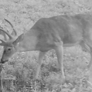 Photo of SOLD!!  74 Acres of Hunting and Recreational Land For Sale in Bland County VA!