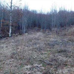 Photo of SOLD!!  74 Acres of Hunting and Recreational Land For Sale in Bland County VA!