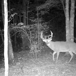 Photo of SOLD!!  74 Acres of Hunting and Recreational Land For Sale in Bland County VA!