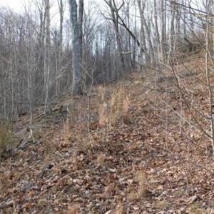 Photo of SOLD!!  74 Acres of Hunting and Recreational Land For Sale in Bland County VA!