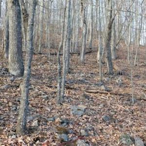 Photo of SOLD!!  74 Acres of Hunting and Recreational Land For Sale in Bland County VA!