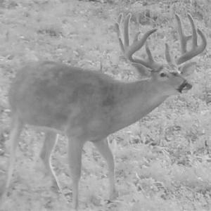 Photo of SOLD!!  74 Acres of Hunting and Recreational Land For Sale in Bland County VA!