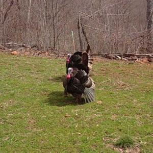 Photo of SOLD!!  74 Acres of Hunting and Recreational Land For Sale in Bland County VA!