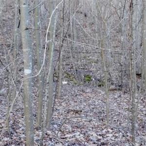 Photo of SOLD!!  74 Acres of Hunting and Recreational Land For Sale in Bland County VA!