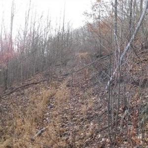 Photo of SOLD!!  74 Acres of Hunting and Recreational Land For Sale in Bland County VA!