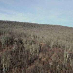 Photo of SOLD!!  74 Acres of Hunting and Recreational Land For Sale in Bland County VA!