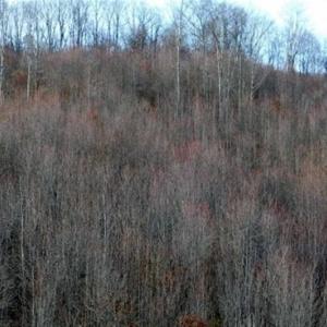Photo of SOLD!!  74 Acres of Hunting and Recreational Land For Sale in Bland County VA!