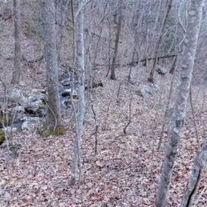 Photo of SOLD!!  74 Acres of Hunting and Recreational Land For Sale in Bland County VA!