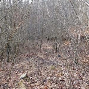 Photo of SOLD!!  74 Acres of Hunting and Recreational Land For Sale in Bland County VA!