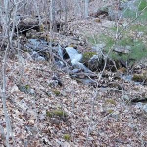 Photo of SOLD!!  74 Acres of Hunting and Recreational Land For Sale in Bland County VA!