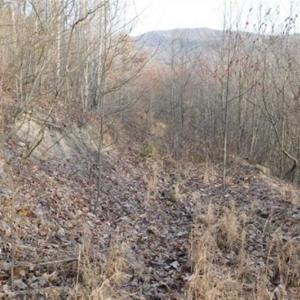 Photo of SOLD!!  74 Acres of Hunting and Recreational Land For Sale in Bland County VA!