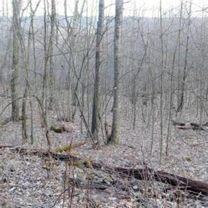 Photo of SOLD!!  74 Acres of Hunting and Recreational Land For Sale in Bland County VA!