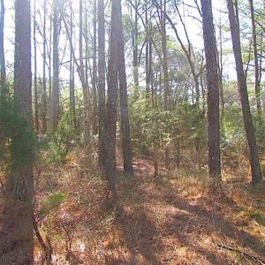 Photo of 27 Acres of  Waterfront Property For Sale in Accomack County VA!