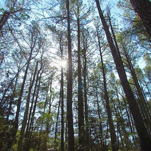 Photo of 27 Acres of  Waterfront Property For Sale in Accomack County VA!