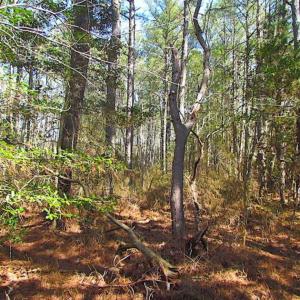 Photo of 27 Acres of  Waterfront Property For Sale in Accomack County VA!