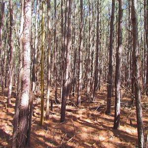 Photo of 27 Acres of  Waterfront Property For Sale in Accomack County VA!