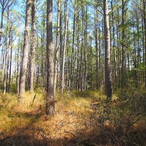 Photo of 27 Acres of  Waterfront Property For Sale in Accomack County VA!