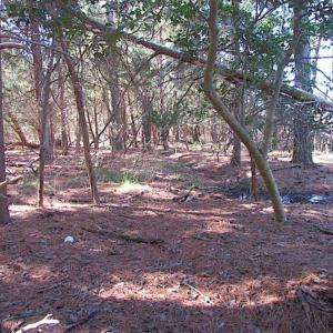 Photo of 27 Acres of  Waterfront Property For Sale in Accomack County VA!