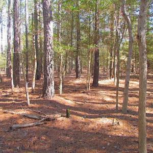Photo of 27 Acres of  Waterfront Property For Sale in Accomack County VA!