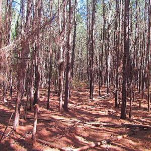 Photo of 27 Acres of  Waterfront Property For Sale in Accomack County VA!