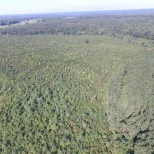 Photo of REDUCED!  103 Acres of Hunting and Investment Land For Sale in Dinwiddie County VA!