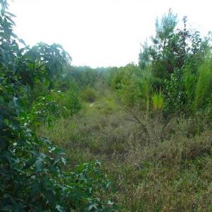 Photo of REDUCED!  103 Acres of Hunting and Investment Land For Sale in Dinwiddie County VA!