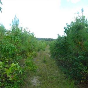Photo of REDUCED!  103 Acres of Hunting and Investment Land For Sale in Dinwiddie County VA!