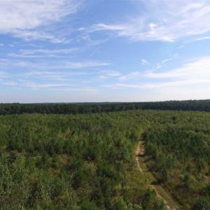 Photo of REDUCED!  103 Acres of Hunting and Investment Land For Sale in Dinwiddie County VA!