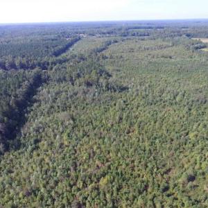 Photo of REDUCED!  103 Acres of Hunting and Investment Land For Sale in Dinwiddie County VA!