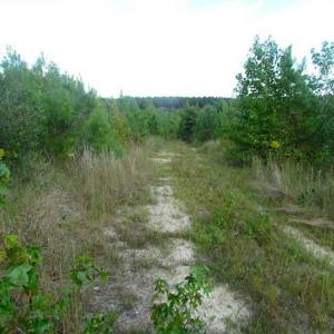 Photo of REDUCED!  103 Acres of Hunting and Investment Land For Sale in Dinwiddie County VA!