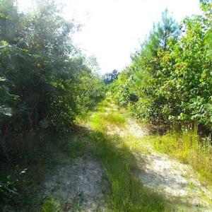 Photo of REDUCED!  103 Acres of Hunting and Investment Land For Sale in Dinwiddie County VA!