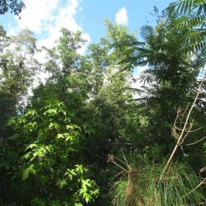 Photo of REDUCED!  103 Acres of Hunting and Investment Land For Sale in Dinwiddie County VA!