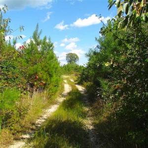 Photo of REDUCED!  103 Acres of Hunting and Investment Land For Sale in Dinwiddie County VA!