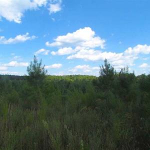 Photo of REDUCED!  103 Acres of Hunting and Investment Land For Sale in Dinwiddie County VA!