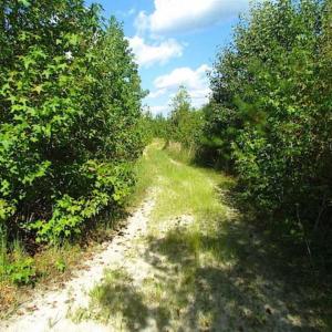 Photo of REDUCED!  103 Acres of Hunting and Investment Land For Sale in Dinwiddie County VA!