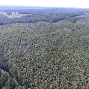 Photo of REDUCED!  103 Acres of Hunting and Investment Land For Sale in Dinwiddie County VA!