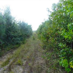 Photo of REDUCED!  103 Acres of Hunting and Investment Land For Sale in Dinwiddie County VA!