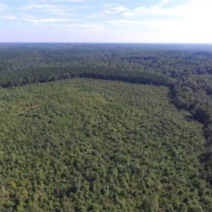 Photo of REDUCED!  103 Acres of Hunting and Investment Land For Sale in Dinwiddie County VA!