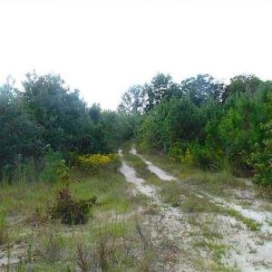 Photo of REDUCED!  103 Acres of Hunting and Investment Land For Sale in Dinwiddie County VA!