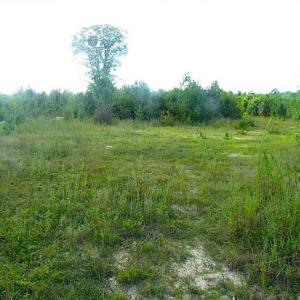 Photo of REDUCED!  103 Acres of Hunting and Investment Land For Sale in Dinwiddie County VA!
