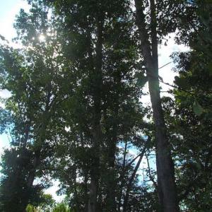 Photo of REDUCED!  103 Acres of Hunting and Investment Land For Sale in Dinwiddie County VA!