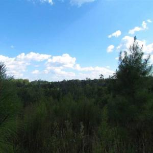 Photo of REDUCED!  103 Acres of Hunting and Investment Land For Sale in Dinwiddie County VA!