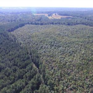 Photo of REDUCED!  103 Acres of Hunting and Investment Land For Sale in Dinwiddie County VA!