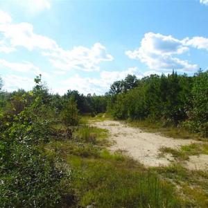 Photo of REDUCED!  103 Acres of Hunting and Investment Land For Sale in Dinwiddie County VA!
