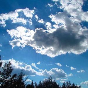 Photo of REDUCED!  103 Acres of Hunting and Investment Land For Sale in Dinwiddie County VA!