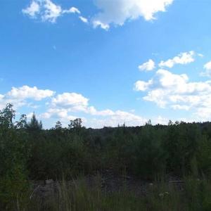 Photo of REDUCED!  103 Acres of Hunting and Investment Land For Sale in Dinwiddie County VA!