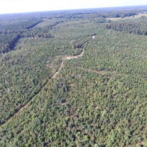 Photo of REDUCED!  103 Acres of Hunting and Investment Land For Sale in Dinwiddie County VA!