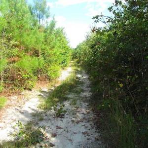 Photo of REDUCED!  103 Acres of Hunting and Investment Land For Sale in Dinwiddie County VA!