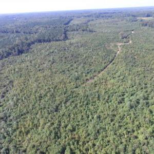 Photo of REDUCED!  103 Acres of Hunting and Investment Land For Sale in Dinwiddie County VA!